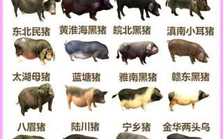 哪种大型猪品种最好？附图片详解。