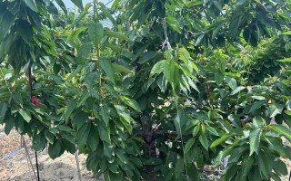 郴州美早樱桃苗品种多，有哪些优质品种？