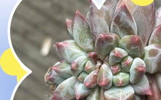 多肉美人指怎么养才好看？