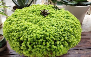 黄金万年草怎么施肥才合适？