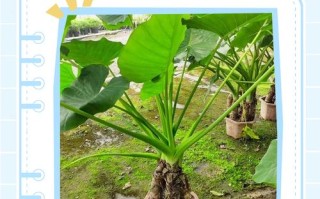 滴水观音有哪些品种？图片如何区分？