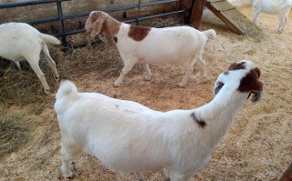农村家庭养羊什么品种好