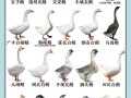 反季节养鹅选啥品种好？