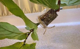 压条繁殖方法有哪些？