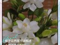 栀子花怎么养才好？注意哪些事项？