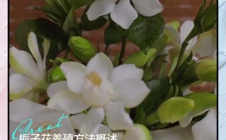 栀子花怎么养才好？注意哪些事项？