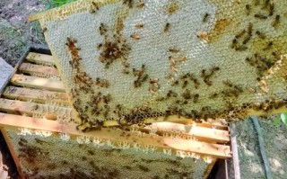 北方养意蜂哪个品种好