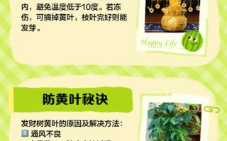 发财树叶子发黄怎么办？