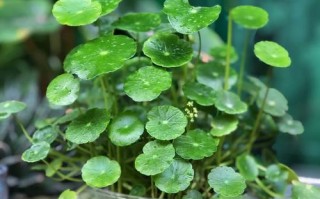 铜钱草哪个品种最好养？