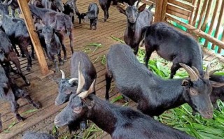 广西最适合养什么品种羊？