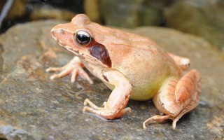 东北林蛙品种有哪些？附图片识别指南