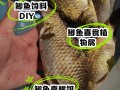 鲫鱼喂什么饲料成本低