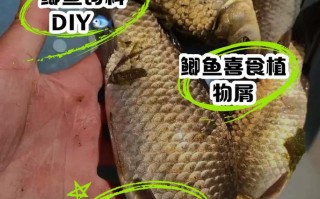 鲫鱼喂什么饲料成本低