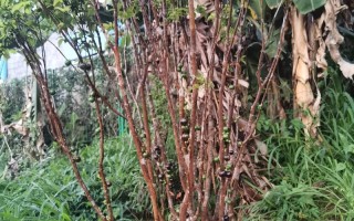 嘉宝果砧木品种怎么选？