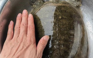 苍南水产市场野生甲鱼从哪来？
