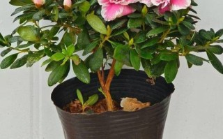 家庭养杜鹃哪个品种好养