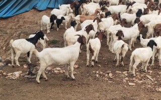 福建适合养什么品种的羊？