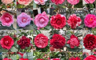 品种茶花名称如何对应图片？