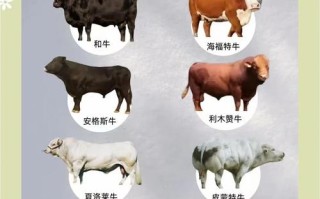 顶级肉牛品种是哪个？