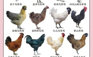 现在养殖的鸡是什么品种