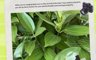 平安树繁殖方法和注意事