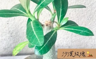 沙漠种适合养殖什么