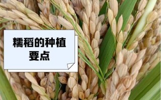 粒小水稻有哪些品种？