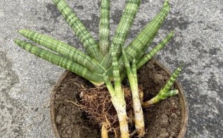 虎尾兰最佳养殖时间与方法是什么？