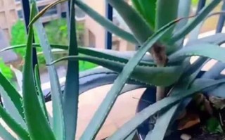 库拉索芦荟正确养殖方法