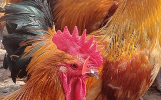 土鸡最大个的品种是哪个？