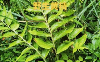 秋季适合种哪些中药？