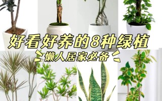 中型橡皮树有哪些常见品种？