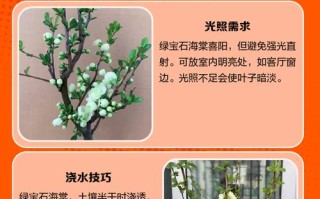 绿宝石海棠花怎么养？关键技巧有哪些？