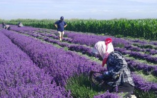 中国适合种植哪些薰衣草品种？