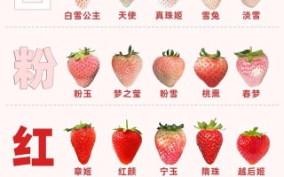 草莓一年结果几次？品种差异大吗？