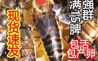 L天柱中蜂怎么养才高效？