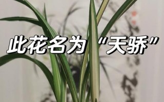 兰花草最贵品种是哪个？