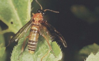 新疆有哪些蜂品种？