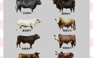 牛品种口感排名如何？