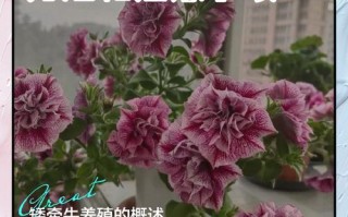 矮牵牛怎么养才能爆花？