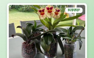 陶粒种蝴蝶兰怎么养才好？