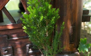 东北红豆杉怎么养才好？