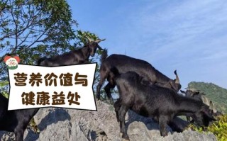 广西适合养殖什么品种山羊？