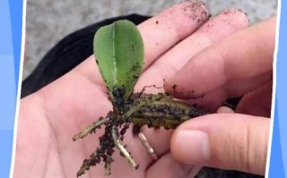 蝴蝶兰自然繁殖方法有哪些？