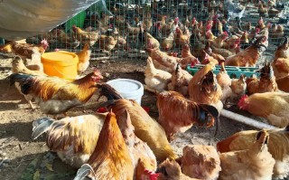 广东散养鸡哪个品种更优？