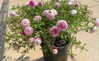 墙头花扦插方法有几种？