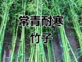 北方最抗冻的竹子品种是哪种？