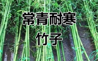 北方最抗冻的竹子品种是哪种？