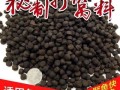 虹鳟鱼吃什么 饲料