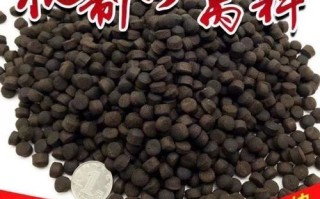 虹鳟鱼吃什么 饲料